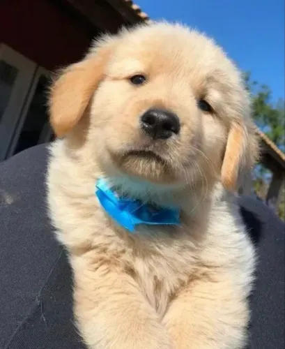 Filhote Golden Retriever Lindo e Dócil