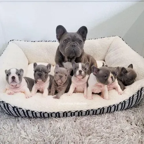 Buldogue Francês