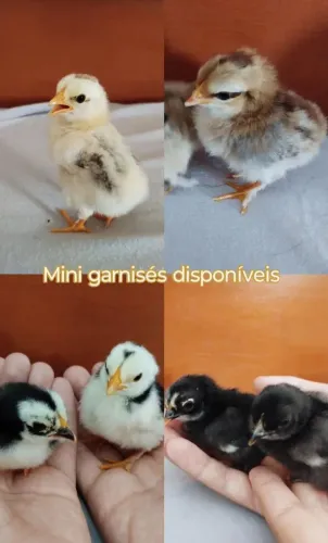 VENDO PINTINHO DE MINI GALINHA (GARNISÉ)