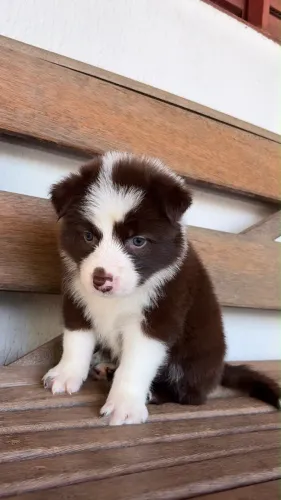 Border collie fêmea a venda
