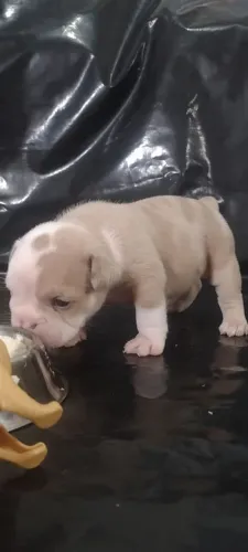 Bulldog Inglês Lilac Merle