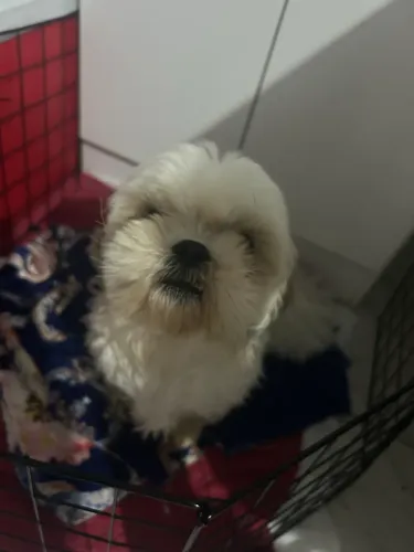Shitzu