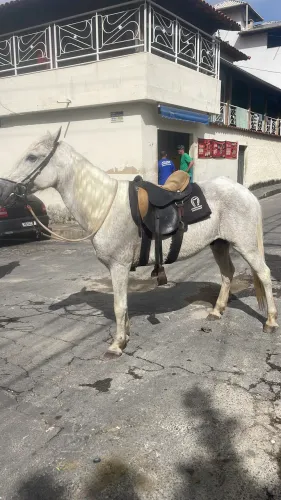Vendo cavalo marcha picada