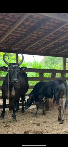 Vaca leiteira com garrote