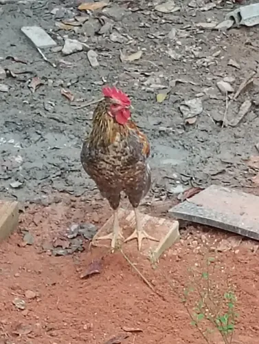 Vendo 3 galos  ou troco galos por galinhas ( franga)