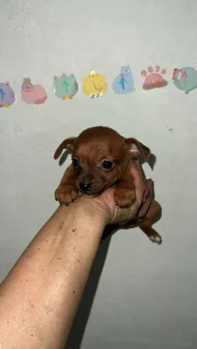 Disponível fofinhos e lindos filhotes 