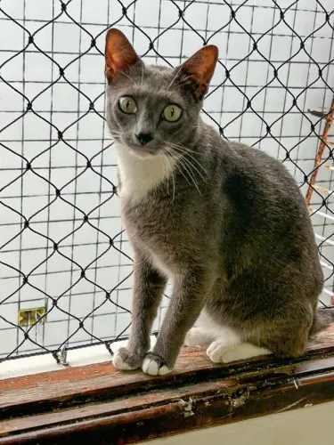 Gato macho castrado para adoção