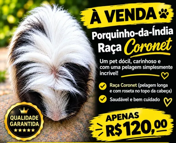 Porquinho-da-índia macho raça coronet