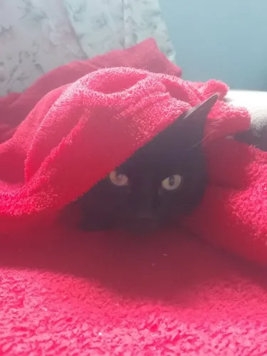 Gatinho procurando um lar.