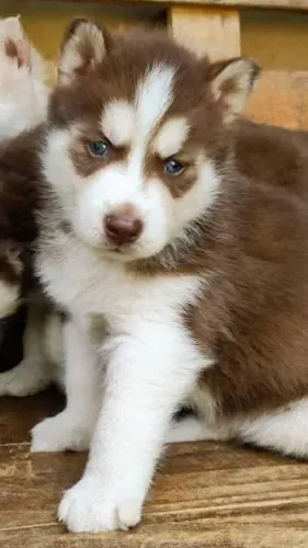 Husky Bebê ? Uma Beleza que Chama Atenção