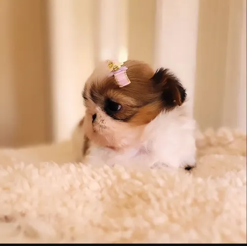 Fêmea shih Tzu com pedigree 