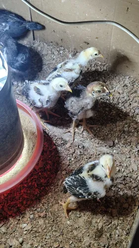 Vende-se 5 pintinhas da raça Mura com 15 dias valor r$ 150