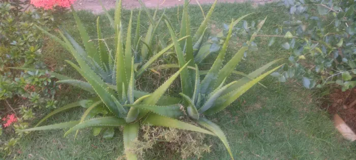 Babosa 3 pedaços por 10 reais 