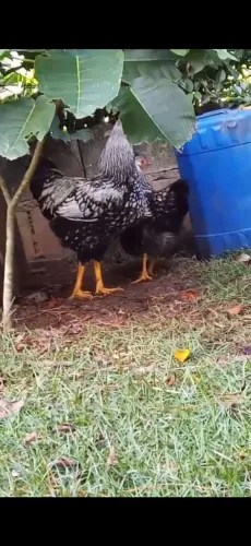 Casal de galinha wyandotte prata