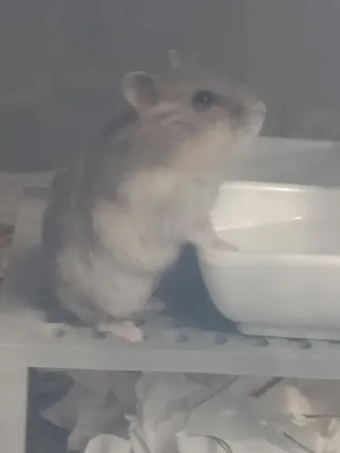 Filhote hamster anão russo