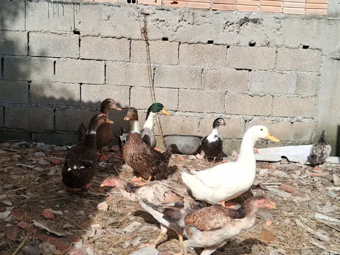 Animais disponíveis para venda 