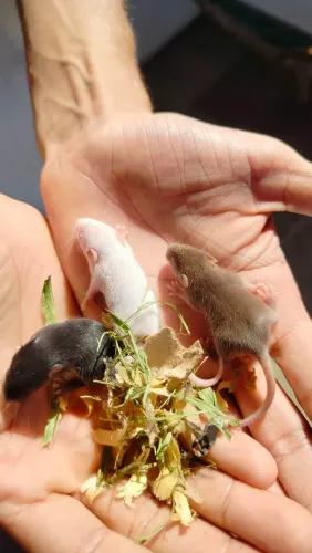 Lindos Camundongos baby/genética pet