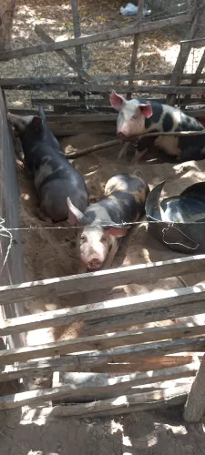 VENDO 4 PORCOS DA RAÇA PIETRÃ