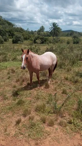 Egua piquira