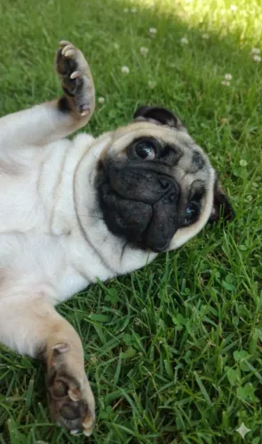 Pug fêmea para cruzamento