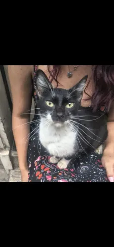 gatinha grávida de rua precisando de um lar/ zona norte