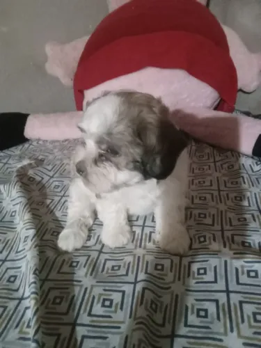 Vende-se cachorro 