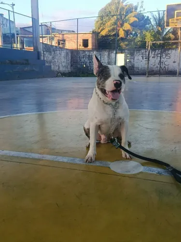 Procurar se Pitmonste fêmea para cobertura