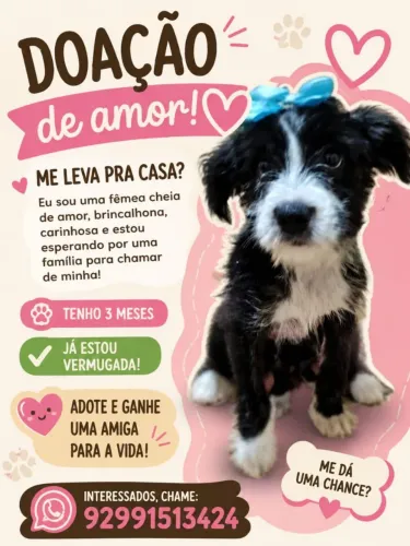 ?Doação para responsável que ame e cuide de verdade ?