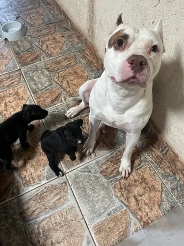 Filhotes de pitbull