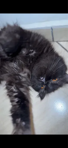 Gato persa