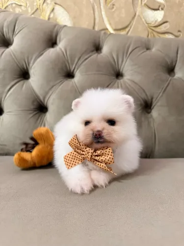 Spitz alemão/ Lulu da pomerania