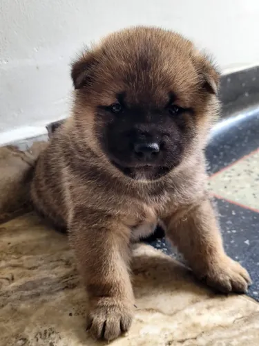 Filhote de shiba inu macho não castrado