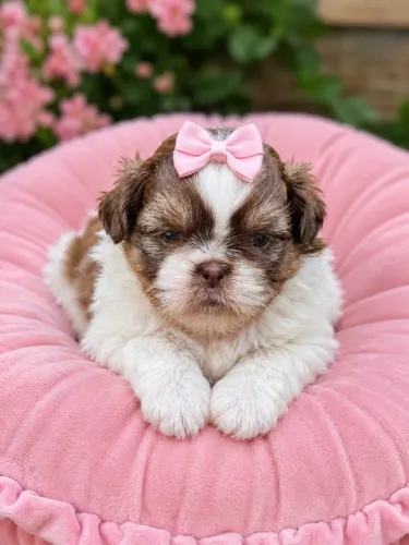 Shih Tzu boneca acessível pra você 