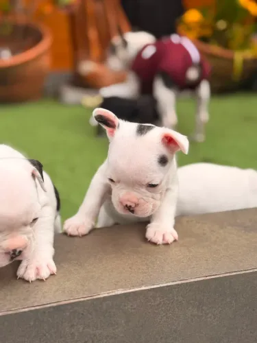 Vendo filhotes de bulldog francês macho