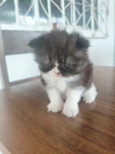 Vendo lindo filhote de Gato Persa!