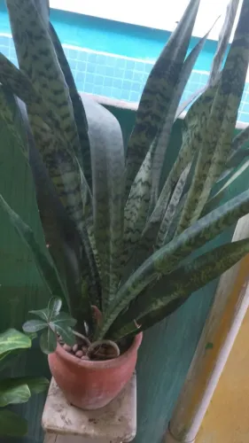 Espada de São Jorge planta