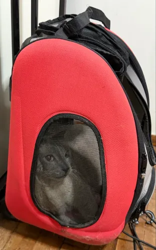 Carrinho de transporte para pets