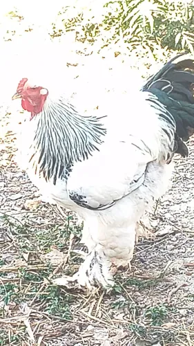 Galo Ornamentais Brahmas light disponíveis