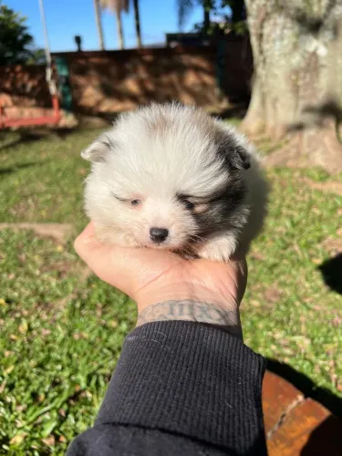 Machinho Spitz Alemão mini super fofinho