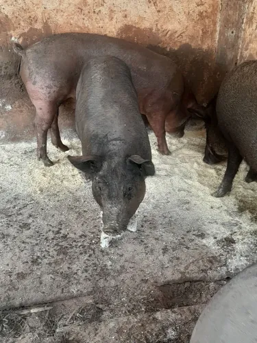 Porcos gordo já no ponto de abate. Macho castrados. Em média 50 kg bruto , i