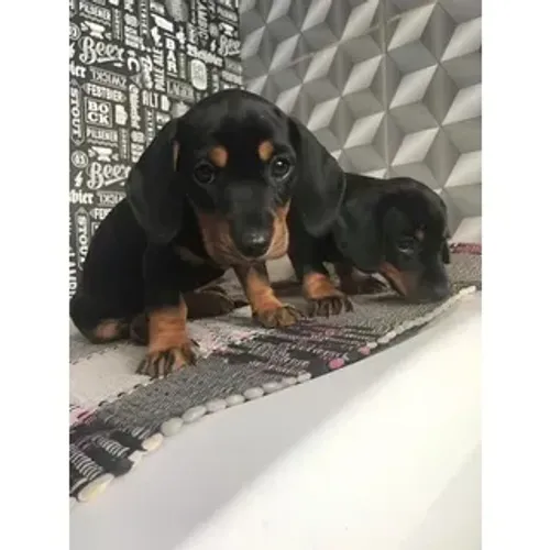     Dachshund Mini Fêmea Black and Tan | Pronta Entrega