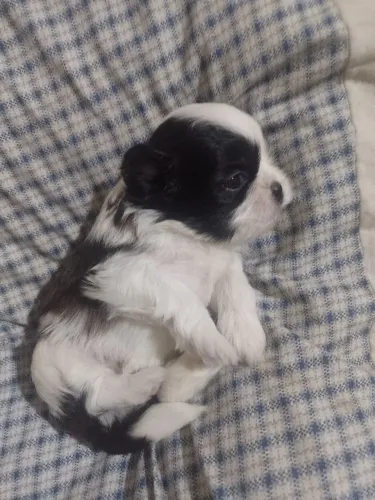 Cachorro