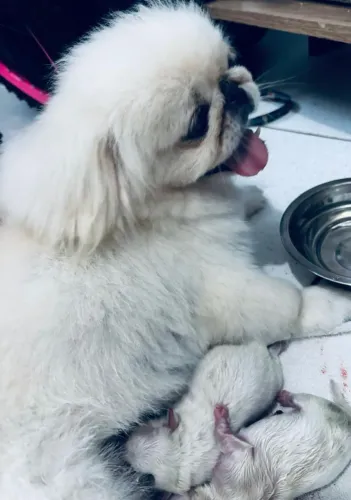 Vendo filhote macho de raça pura, pequinês branquinho 