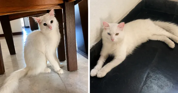 ADOÇÃO CONJUNTA GATOS- CASAL, FILHOTES EM TORNO DE 8 A 9 MESES - CASTRADOS