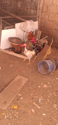 Frango caipira 