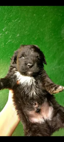 Lindo filhote de Lhasa Apso