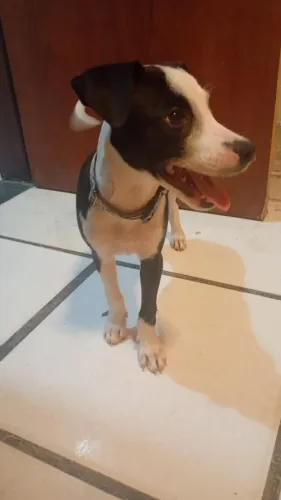Cadela pra doação responsável.