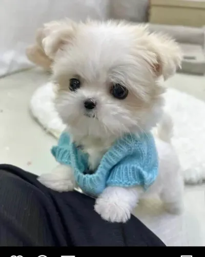 Filhote Maltês, Diga olá ao seu novo amigo fiel e companheiro!