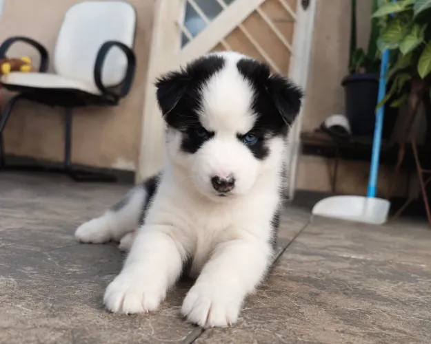 Husky Siberiano Femea 