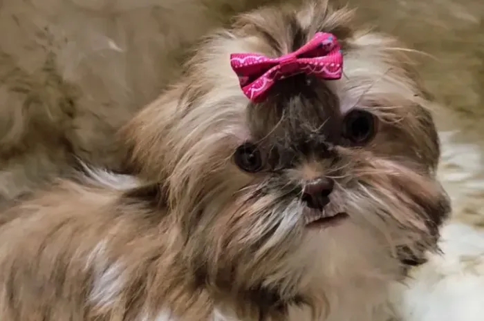 Filhotes de Shih Tzu | Uma fofura especial esperando por você!